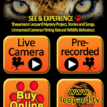 Leopard TV Android App Review