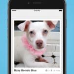 BarkBuddy Adopt a Dog Near You iPhone App Review