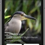 Audubon Bird Guide iPhone App Review