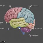 3D Brain iPhone App Review
